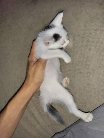 full trian and active kitten play full
