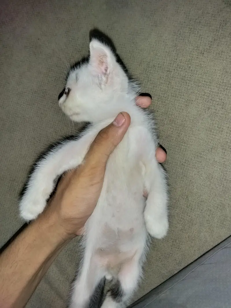 full trian and active kitten play full — photo 2
