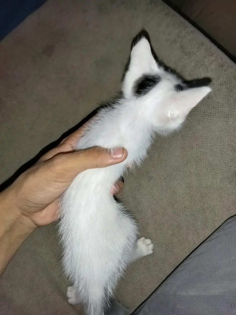 full trian and active kitten play full — photo 3