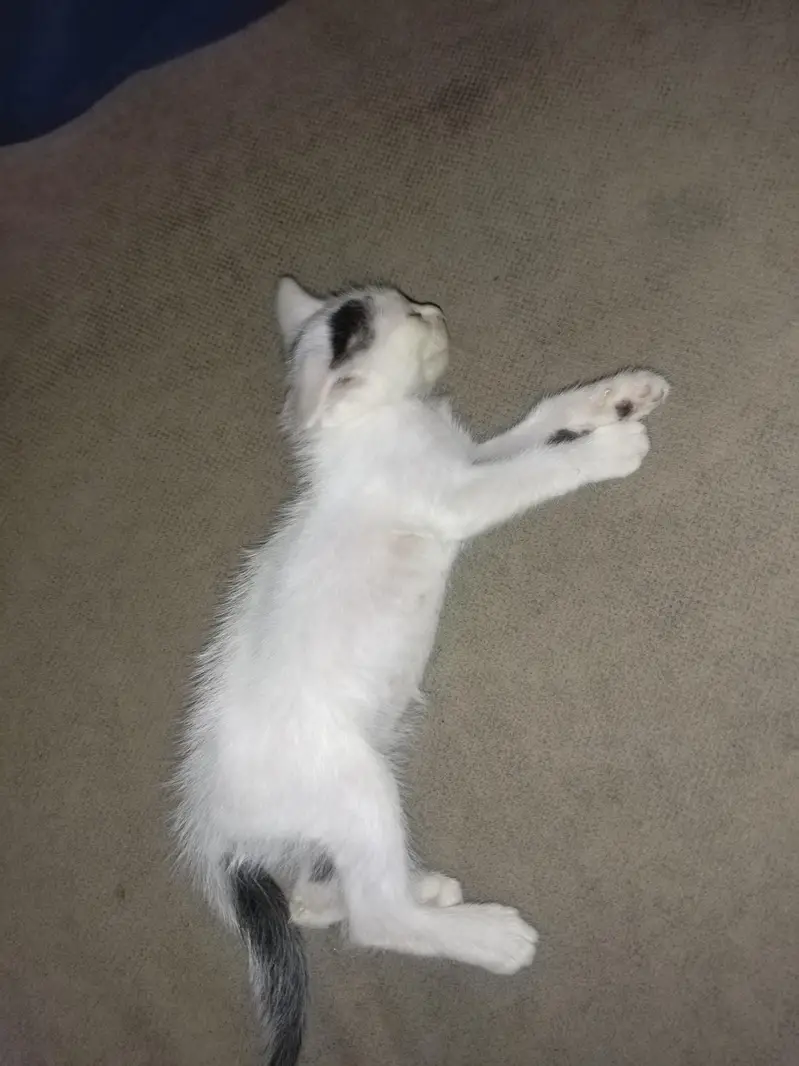 full trian and active kitten play full — photo 4