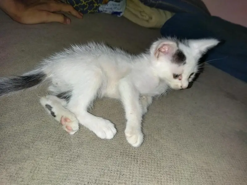 full trian and active kitten play full — photo 5