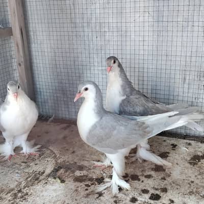 Lahori sherazi pigeons
