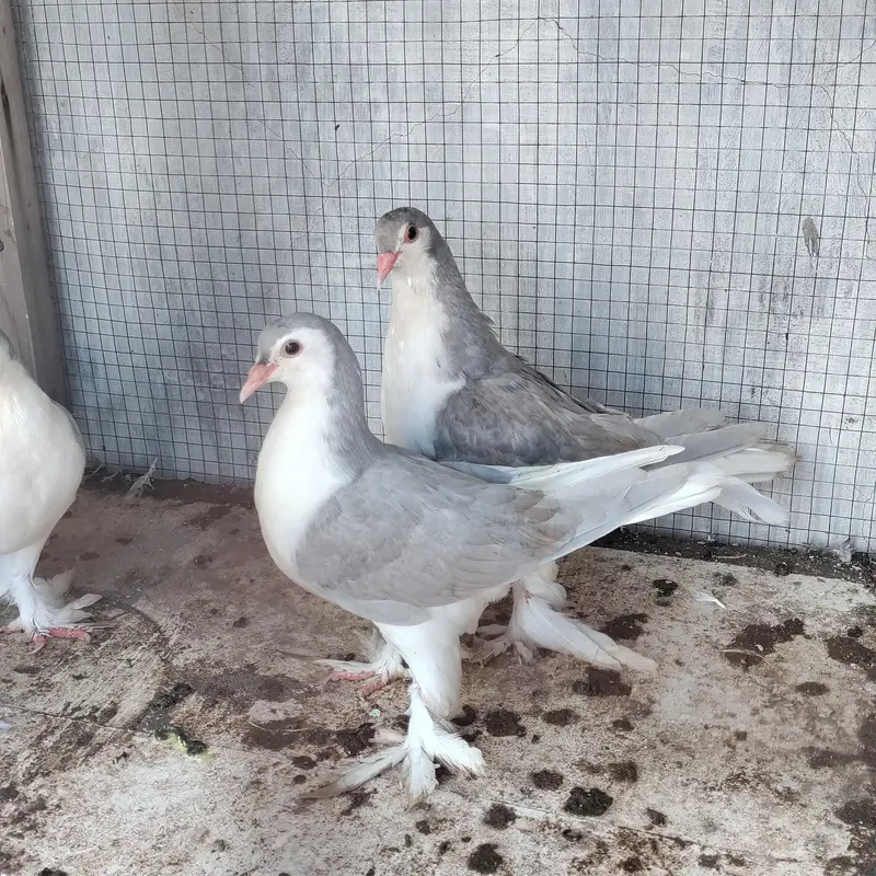 Lahori sherazi pigeons — photo 2