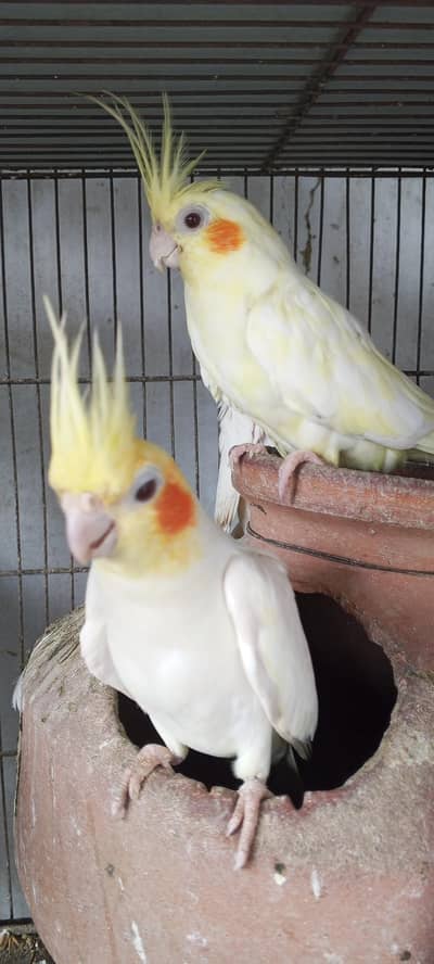 healthy cocktail parot for sale