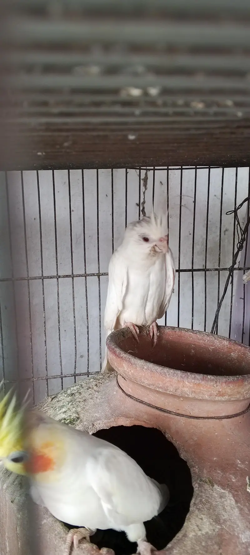 healthy cocktail parot for sale — photo 2