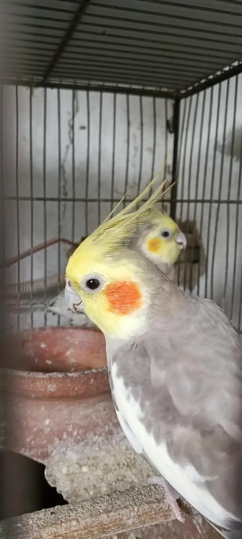 healthy cocktail parot for sale — photo 3