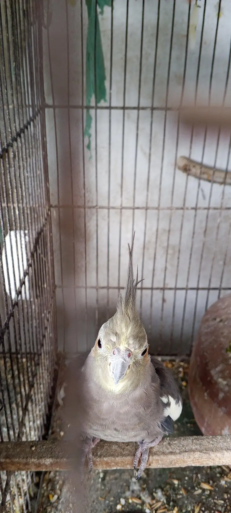 healthy cocktail parot for sale — photo 4