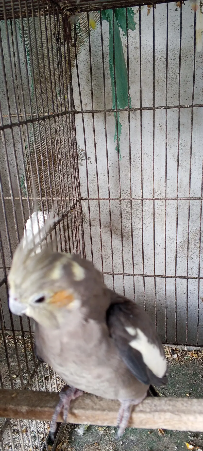 healthy cocktail parot for sale — photo 5