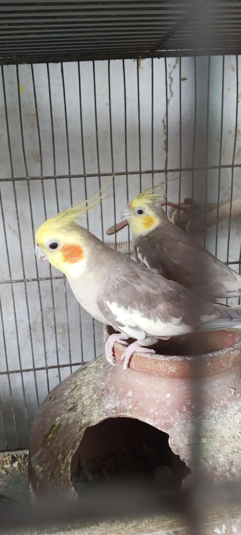 healthy cocktail parot for sale — photo 6