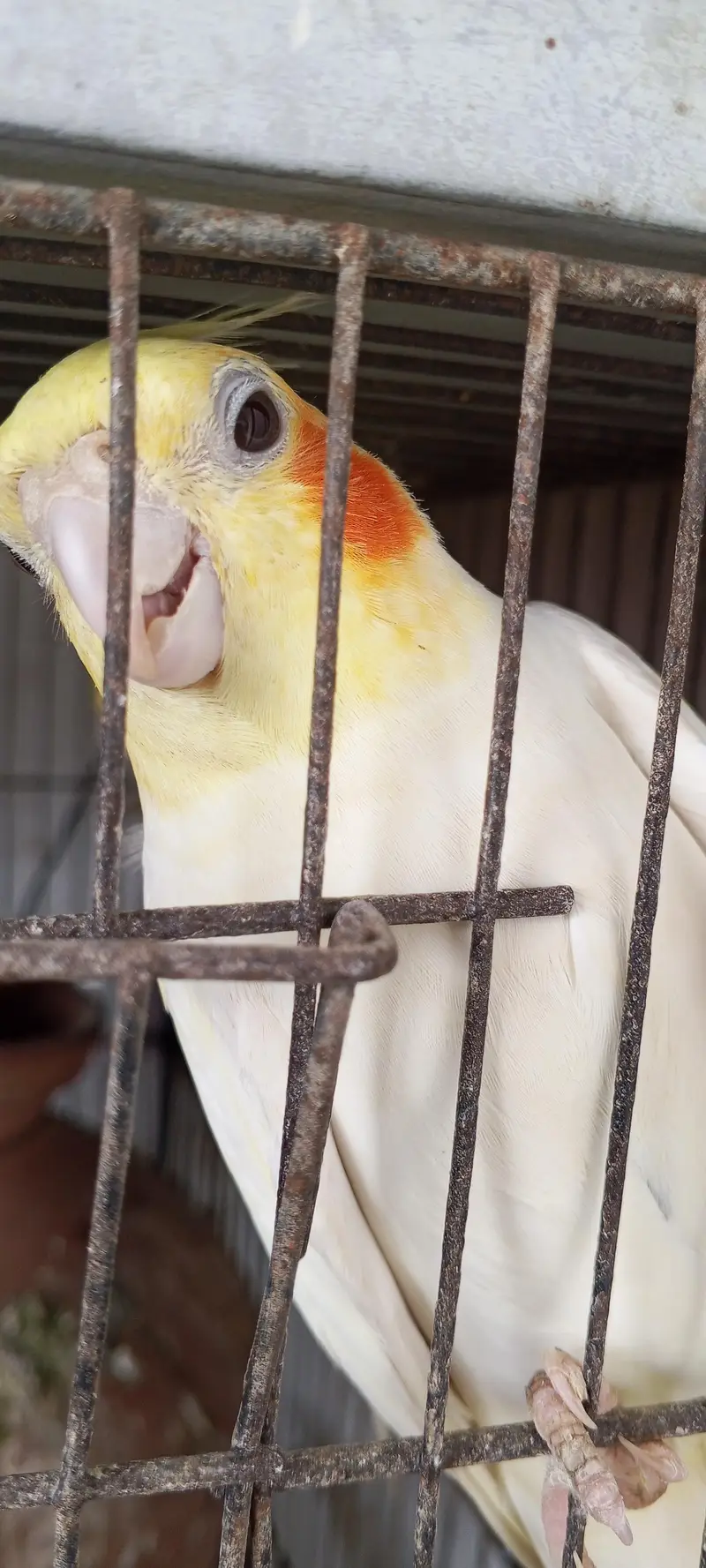 healthy cocktail parot for sale — photo 7