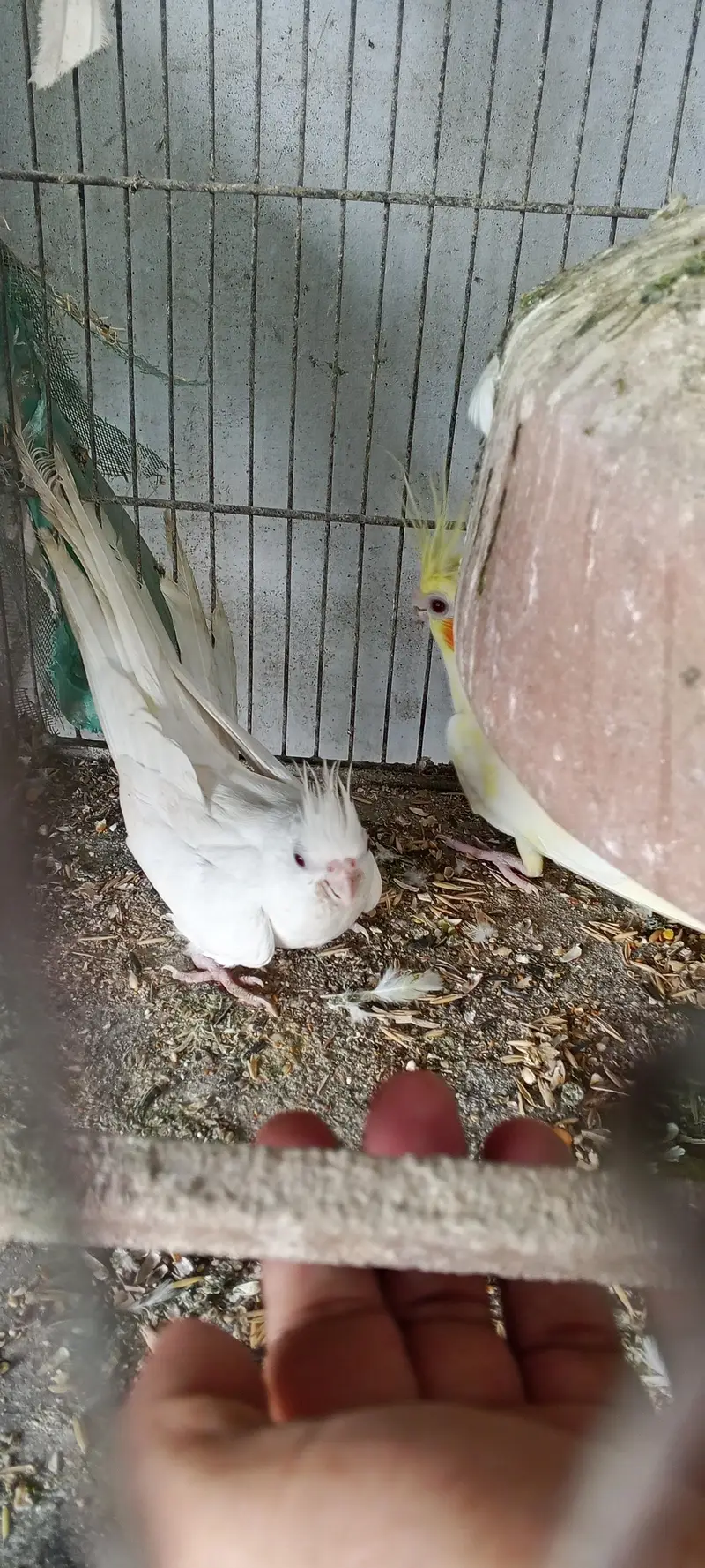 healthy cocktail parot for sale — photo 8