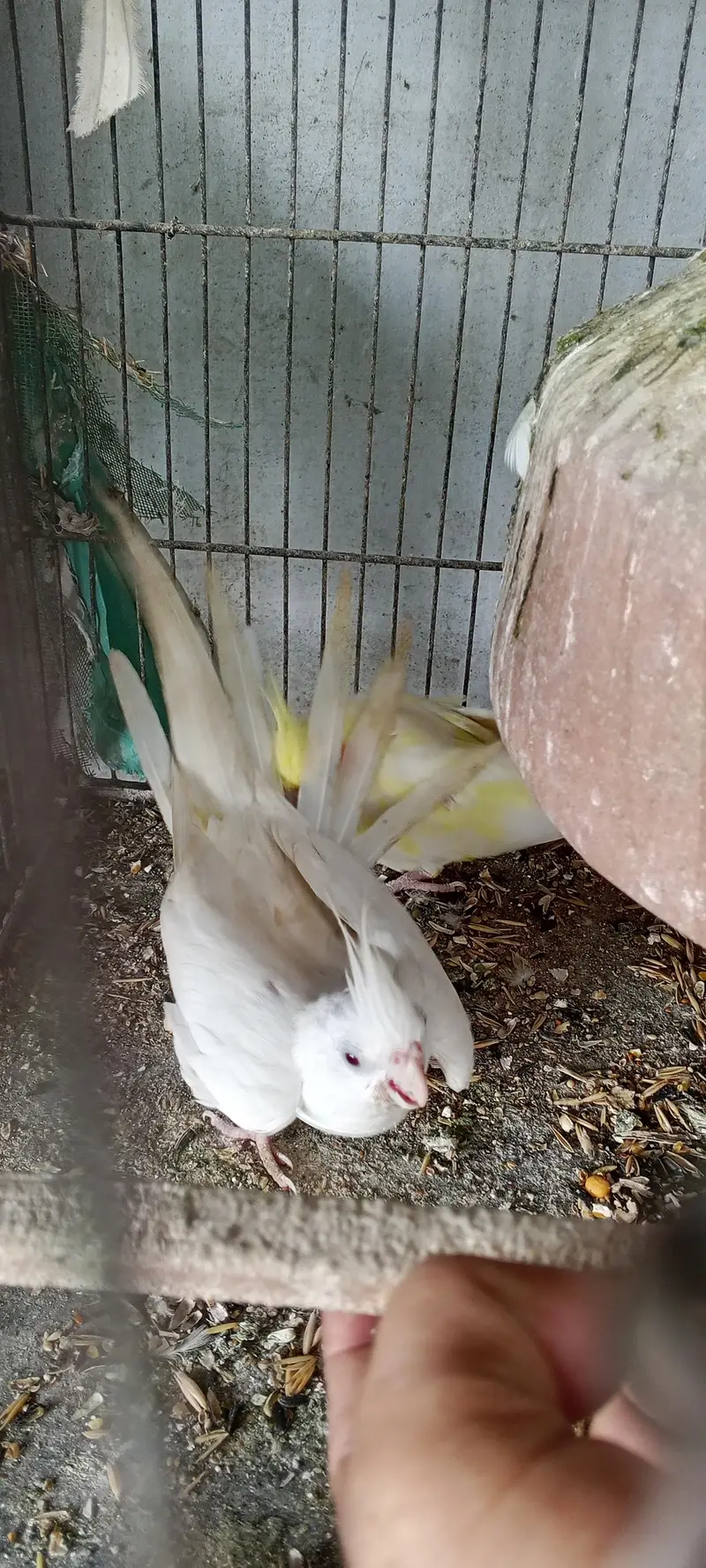 healthy cocktail parot for sale — photo 9
