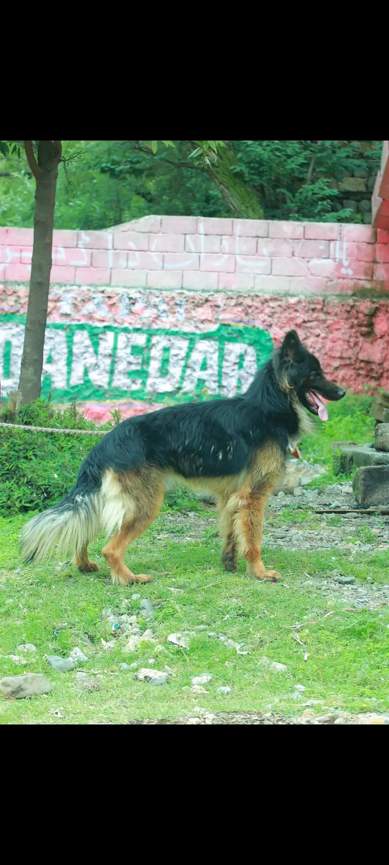 German Shepherd Male tripple court — photo 4