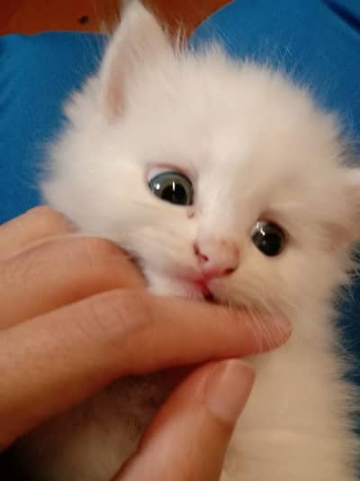 kittens fod sale