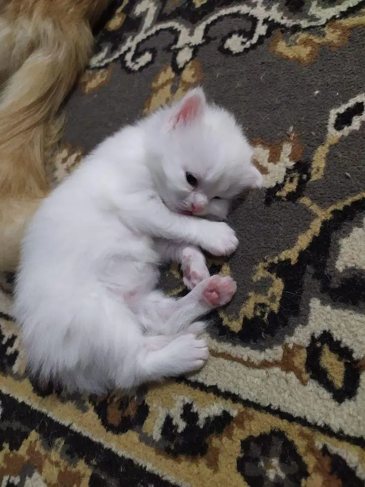 kittens fod sale — photo 2