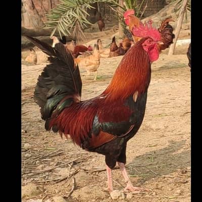 pure gar ky desi murgy