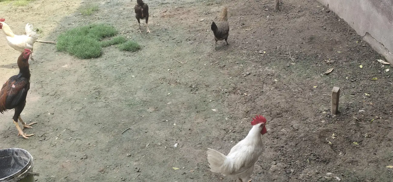 pure gar ky desi murgy — photo 3