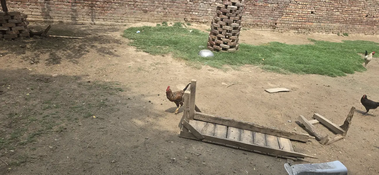 pure gar ky desi murgy — photo 4