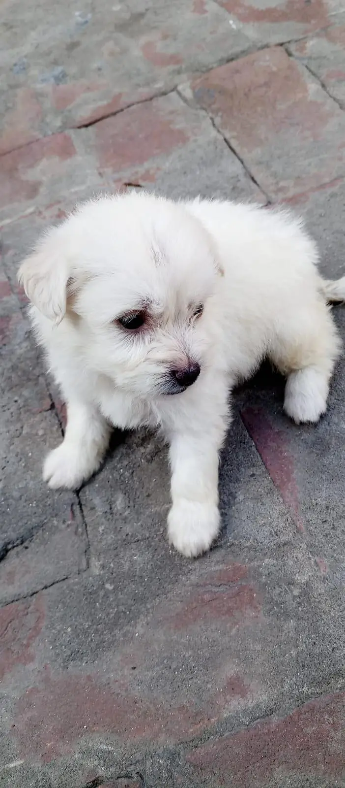 Full Active Poodle Baby — photo 2