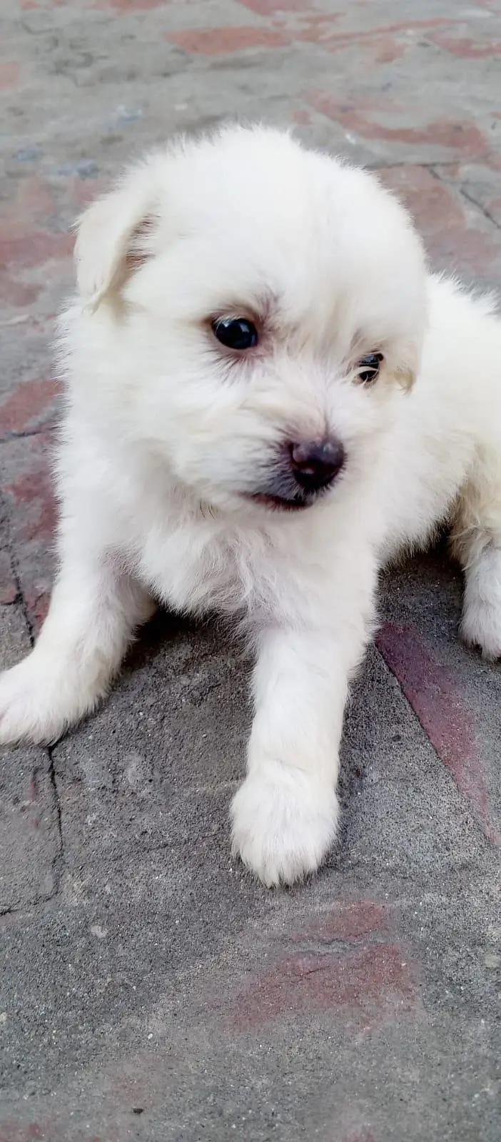 Full Active Poodle Baby — photo 3