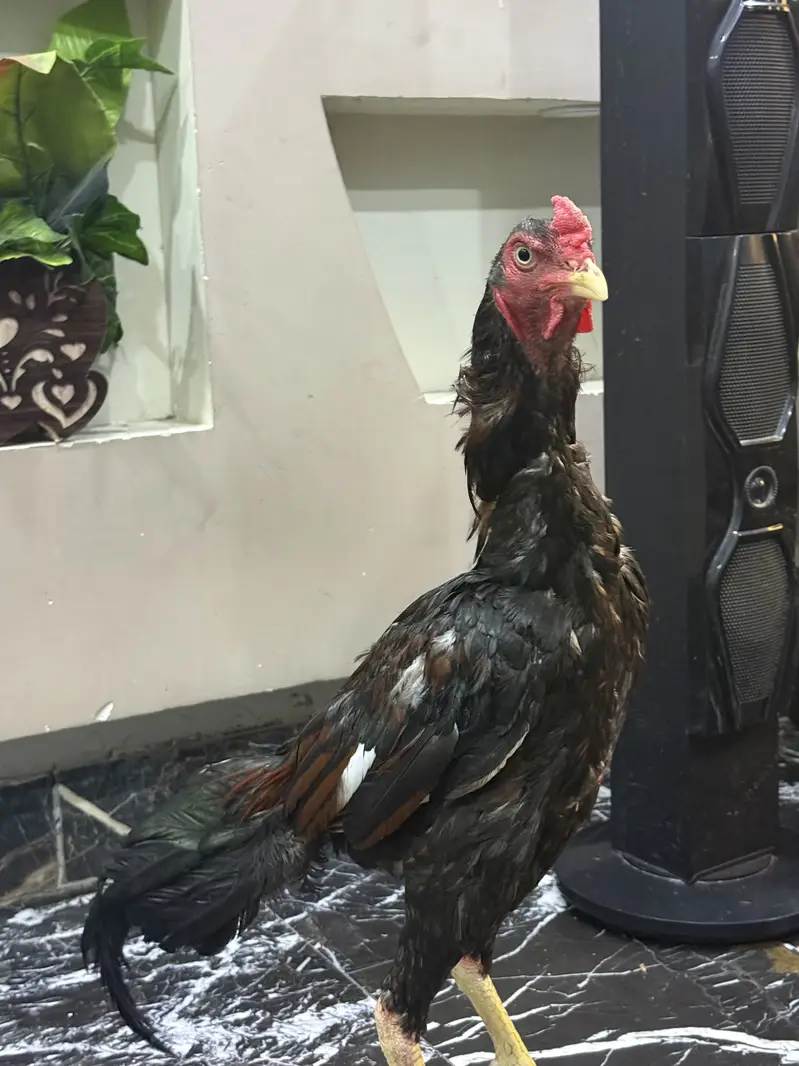 Lakha mushka jageeri patha — photo 2