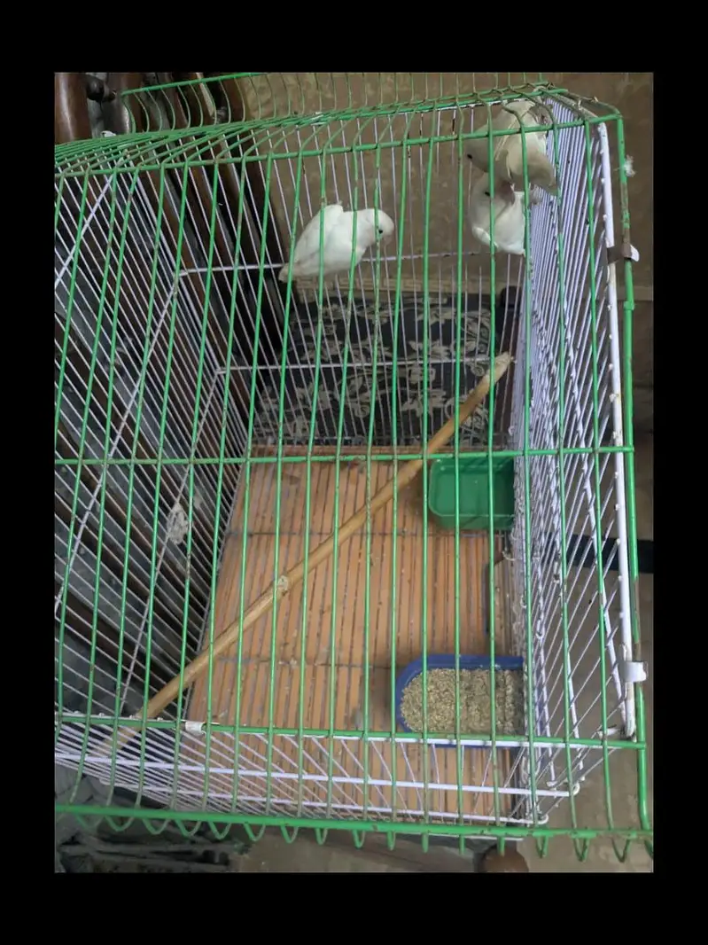 iron cage — photo 2