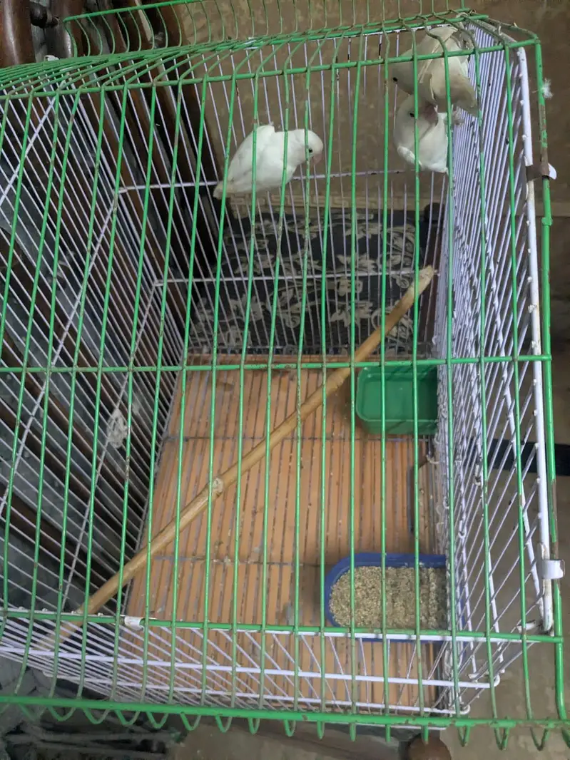 iron cage — photo 3