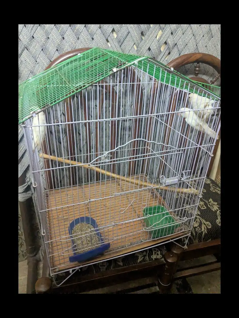 iron cage — photo 5
