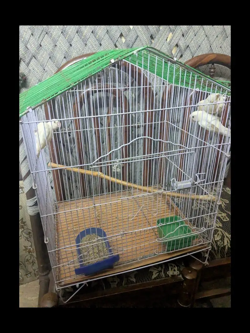 iron cage — photo 9
