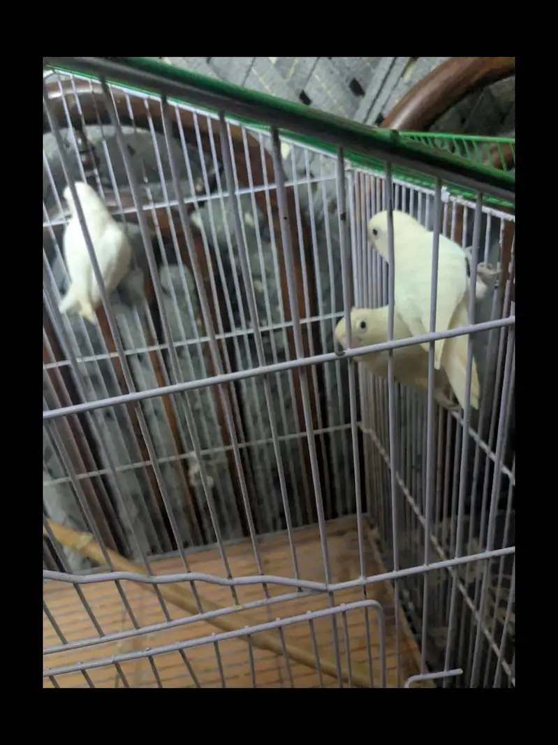 iron cage — photo 12