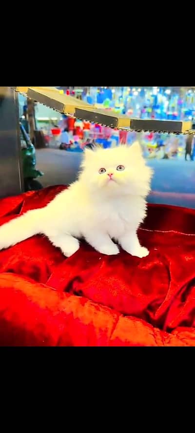 Persian cat for sale