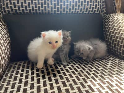 kittens And cat for Sale