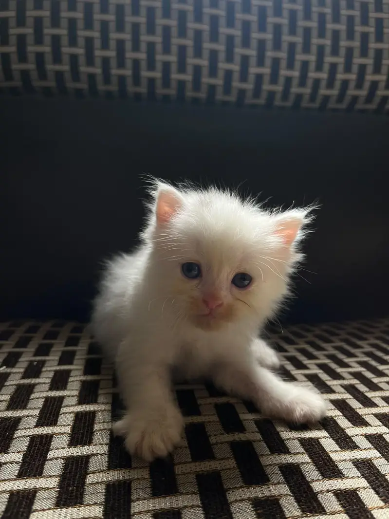 kittens And cat for Sale — photo 2