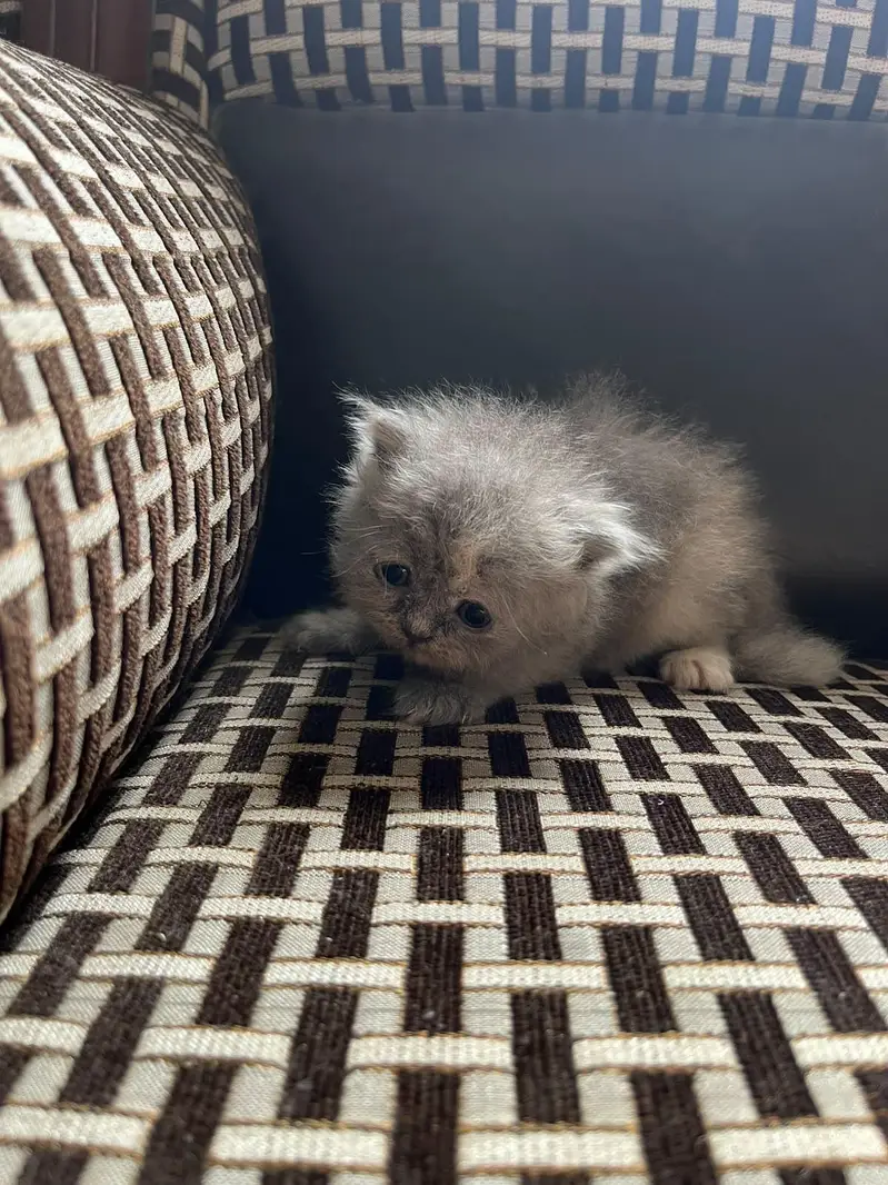 kittens And cat for Sale — photo 3