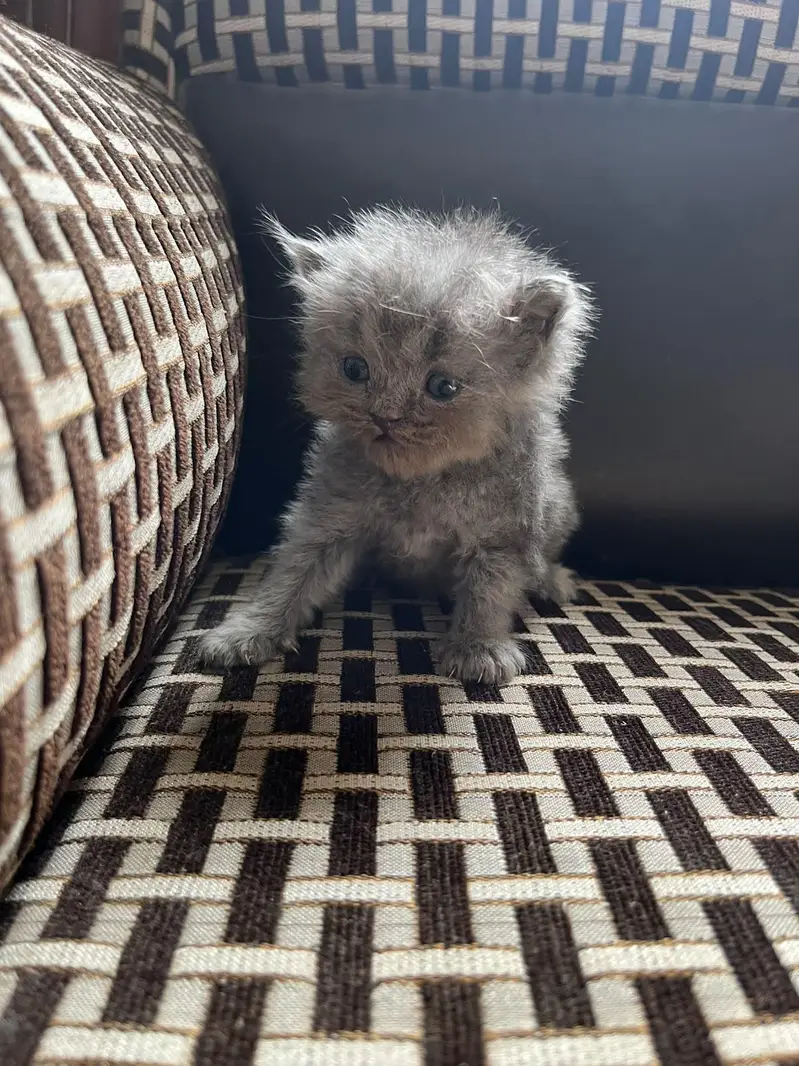 kittens And cat for Sale — photo 4