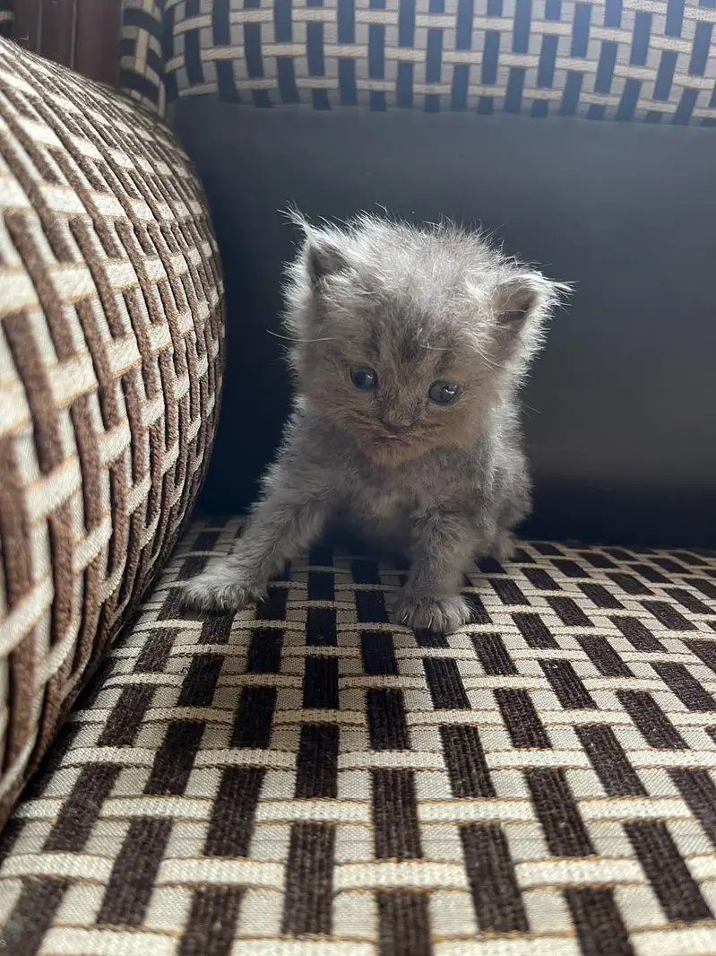kittens And cat for Sale — photo 5