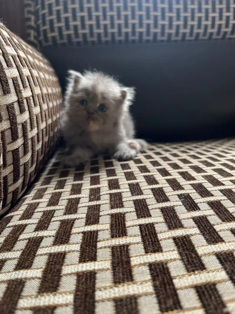 kittens And cat for Sale — photo 6