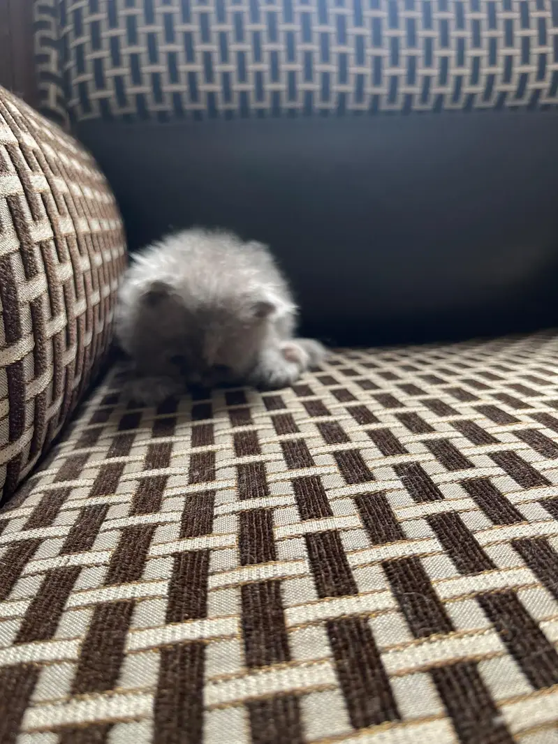 kittens And cat for Sale — photo 10