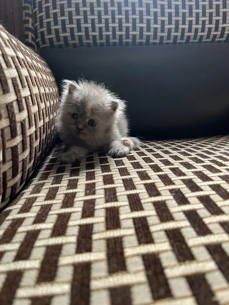 kittens And cat for Sale — photo 11