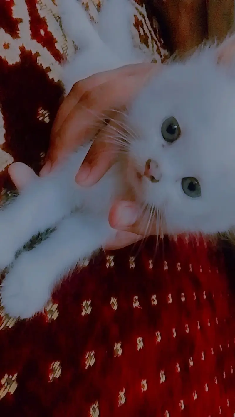 Blue eyes white kittens Persian female — photo 2