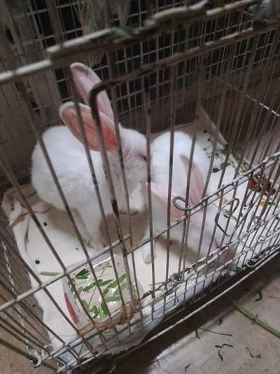 rabbits