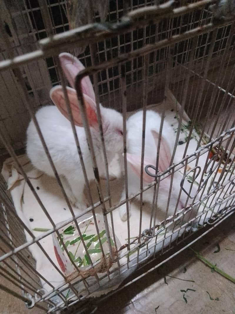 rabbits 0