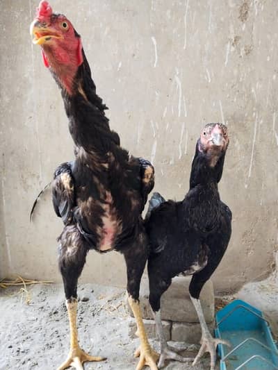 Sindhi Aseel Breeder Pair for sale