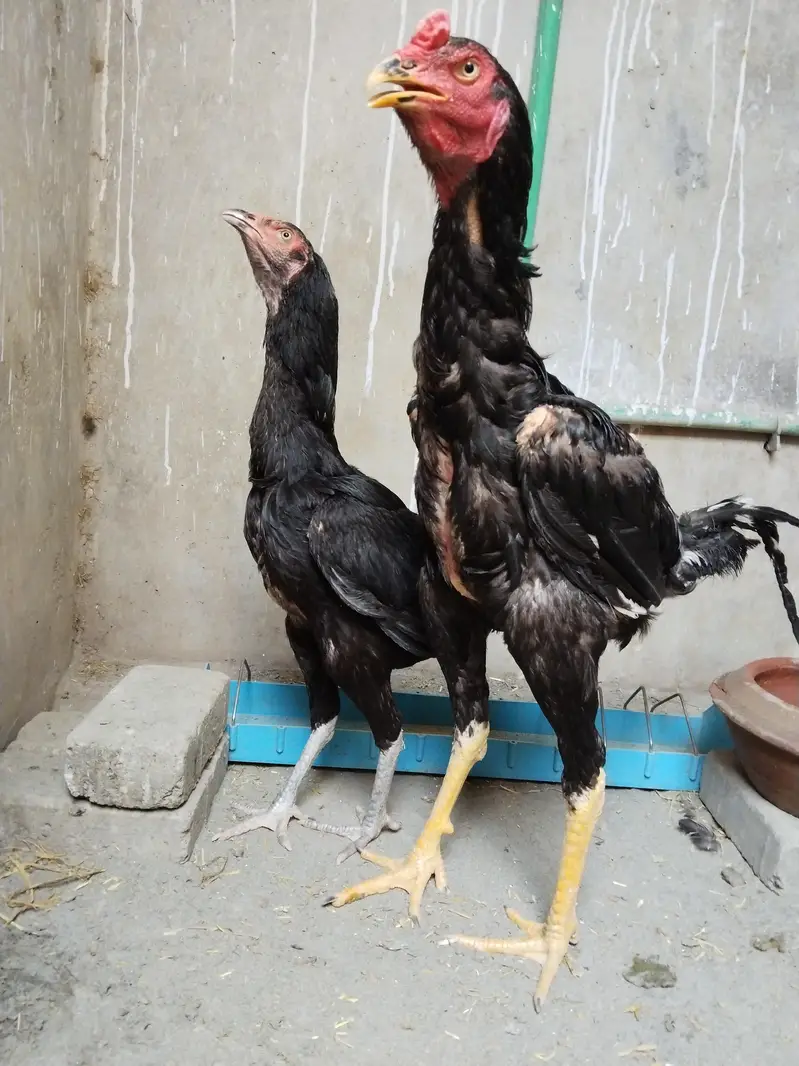 Sindhi Aseel Breeder Pair for sale — photo 2