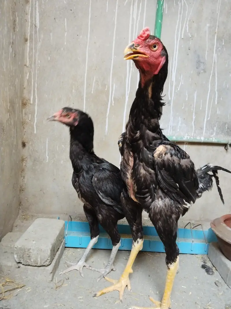 Sindhi Aseel Breeder Pair for sale — photo 3