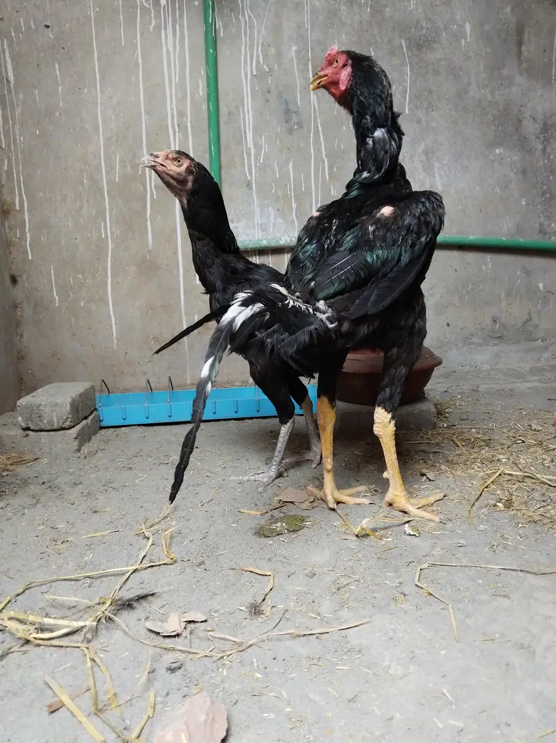 Sindhi Aseel Breeder Pair for sale — photo 5