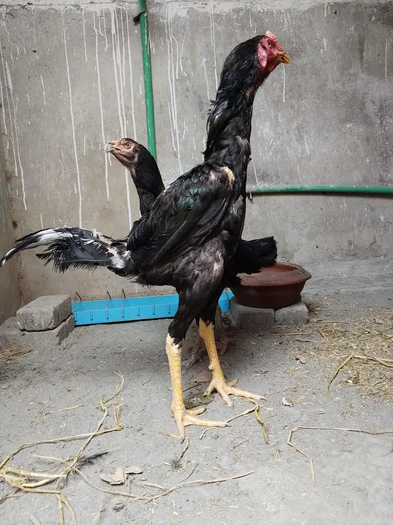 Sindhi Aseel Breeder Pair for sale — photo 6