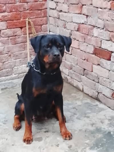 rottweiler female for sale number 03231499510