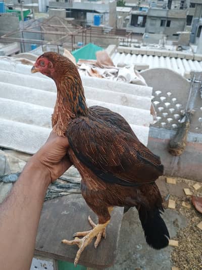 laka hen