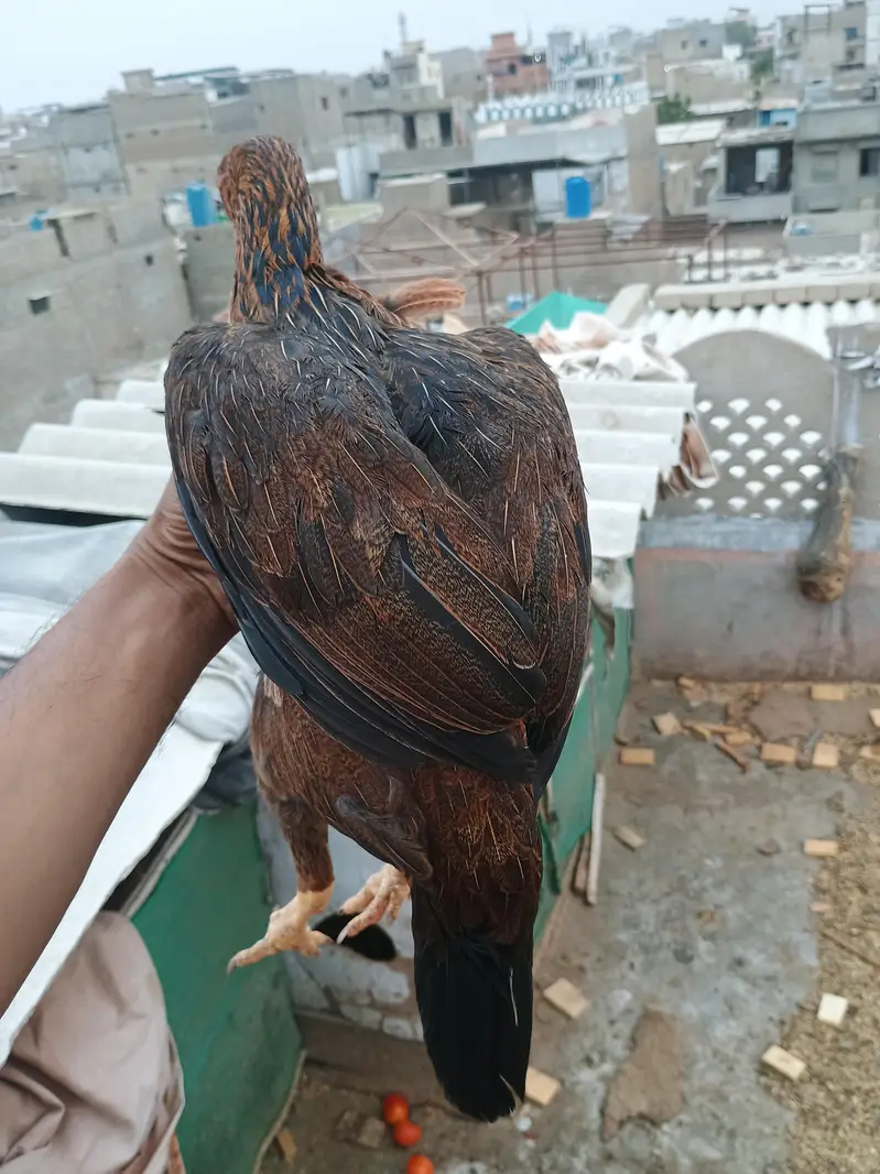 laka hen — photo 2